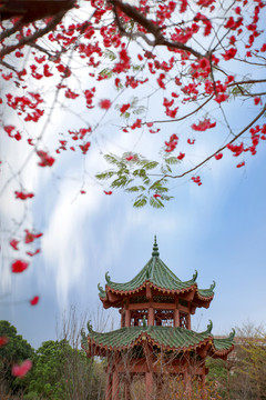 櫻園春韻
