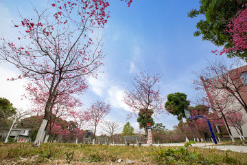 櫻花季