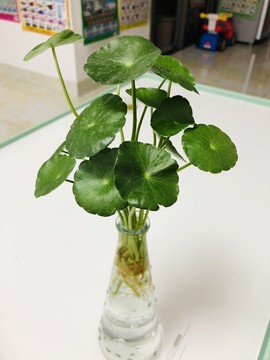 銅錢(qián)草