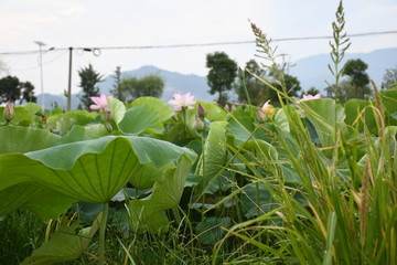 荷葉