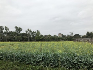 觀瀾版畫村