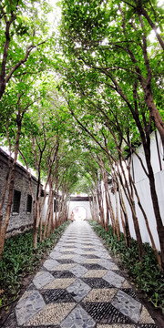 揚(yáng)州個園林蔭小道