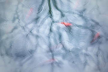 畫(huà)意游魚(yú)