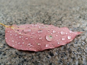 一片帶水珠粉紅色樹葉落葉背面