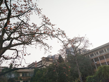 紅棉樹(shù)