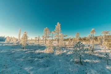 雪景