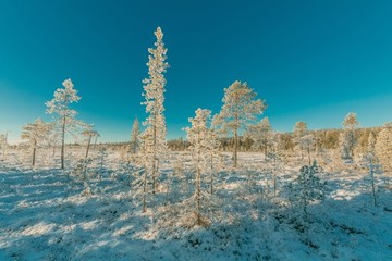 雪景