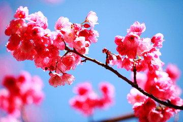 櫻花