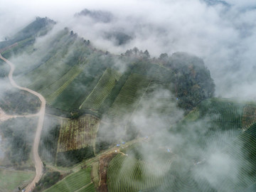 云霧茶山