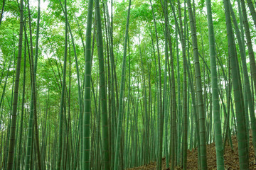 綠竹林