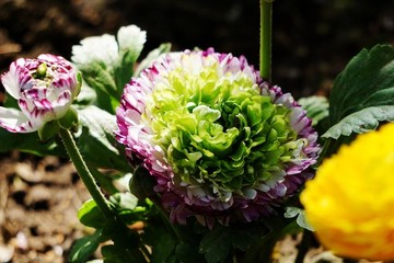 芹葉牡丹