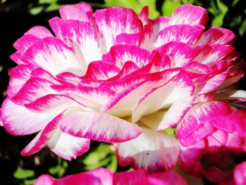 芹葉牡丹