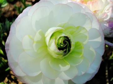 芹葉牡丹