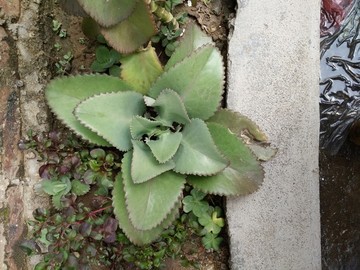 花卉