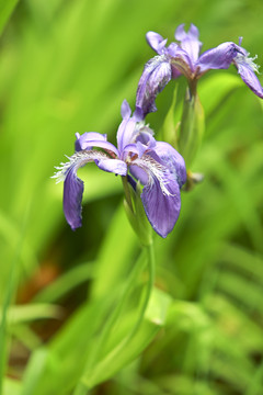 鳶尾花