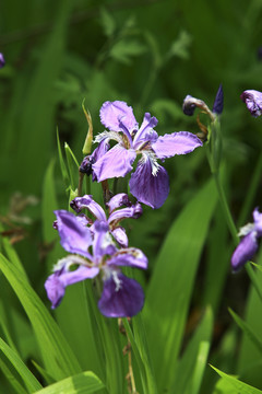 鳶尾花