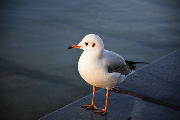 青海湖的鳥