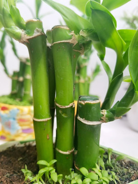 竹子盆栽