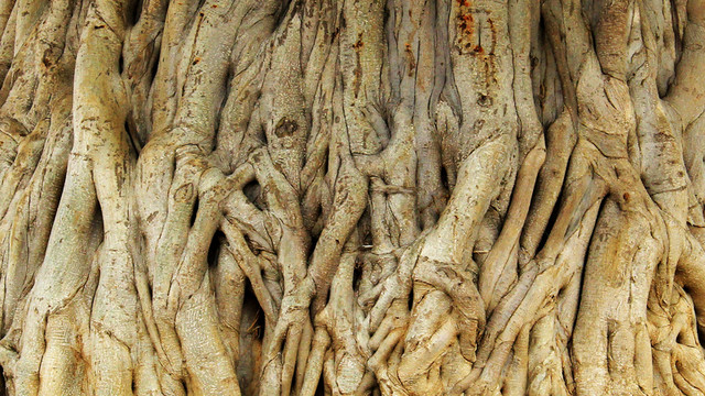 小葉榕樹根交錯(cuò)