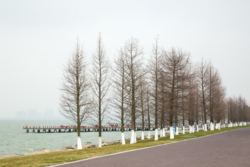 杉樹