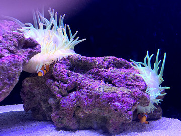 日本水族館