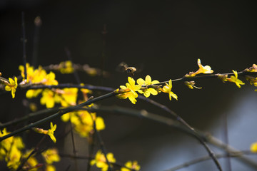 迎春花開