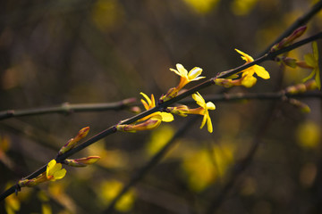 迎春花開