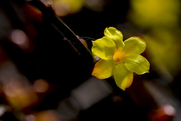 黄色迎春花