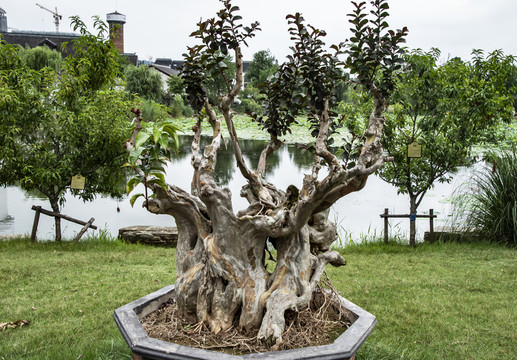 樹樁盆景3