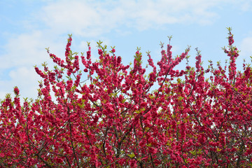 桃花桃樹