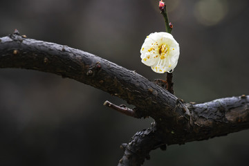 梅花