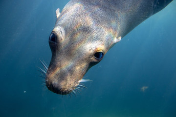 海獅