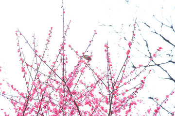 梅花