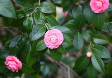 茶花