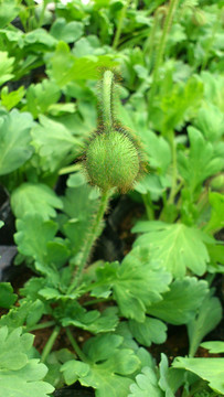 花卉
