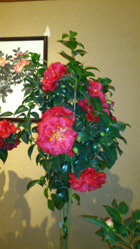 福州花展