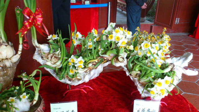 水仙花