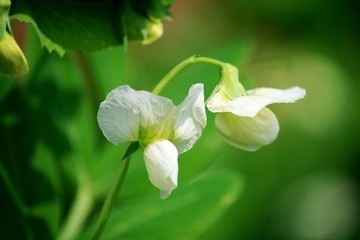 豌豆花