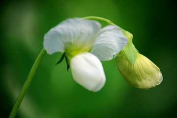 豌豆花