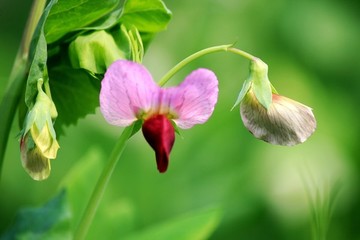 豌豆花