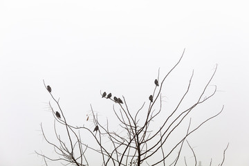 枝頭上的鳥
