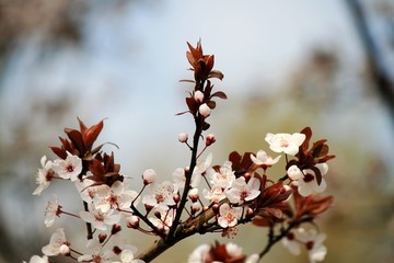 紅葉李花