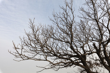 枯樹(shù)枝子