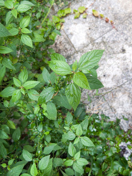 大戟科植物鐵莧菜