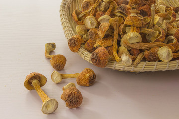 涼曬的姬松茸