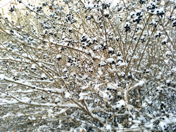 春雪