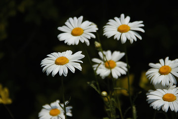 白菊