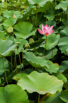 荷花