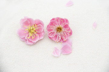 梅花花瓣