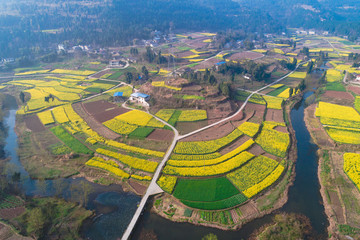 2019鳳來鎮(zhèn)菜花